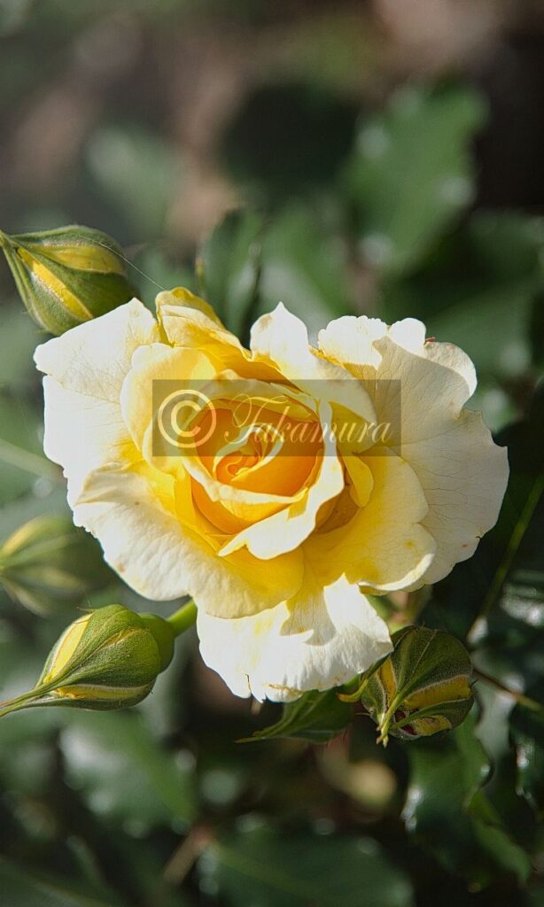 鶴見緑地公園で美しい黄色の薔薇（バラ）