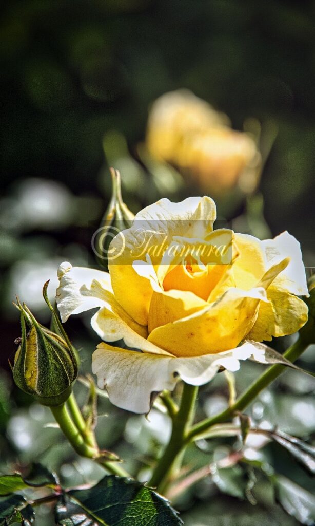 鶴見緑地公園で咲き残っていた黄色の薔薇（バラ）