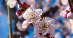 大阪城梅林の梅の花