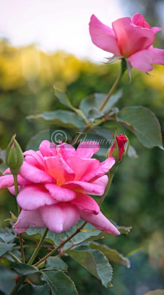 鶴見緑地公園・薔薇園にて最後の美しさを放つピンク色の薔薇（バラ）