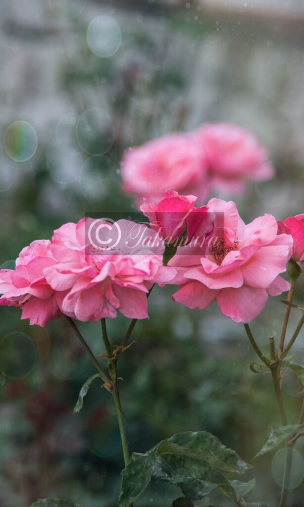 鶴見緑地公園で柔らかい感じのピンクの薔薇（バラ）