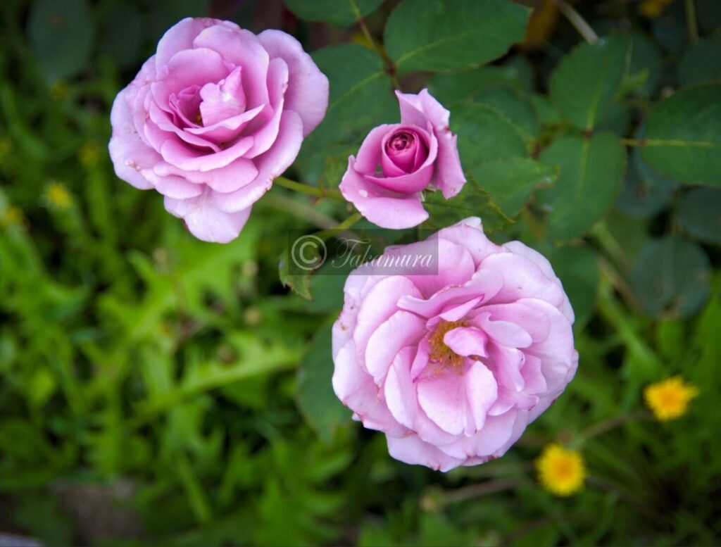 鶴見緑地公園でピンク色の爽やかなピンクの薔薇（バラ）