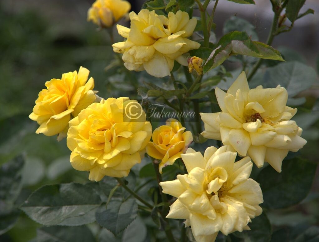 鶴見緑地公園の淡い感じの黄色の薔薇（バラ）
