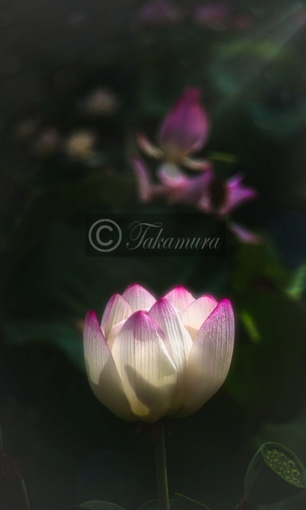 鶴見緑地公園・咲くやこの花館前の池にての芸術的な白の蓮
