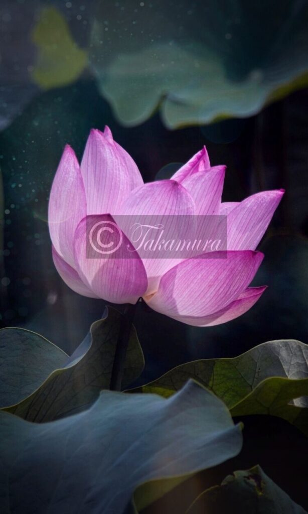 鶴見緑地公園・咲くやこの花館前の池にて芸術的なピンク色の蓮