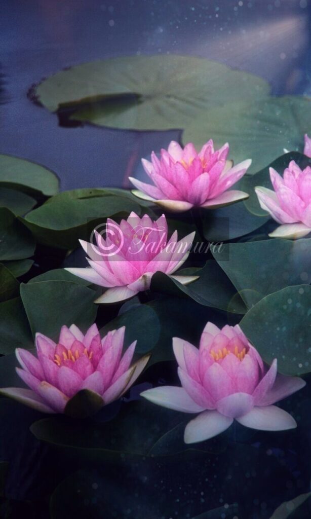 鶴見緑地公園・咲くやこの花館前にて淡いピンク色で並んでいる美しい睡蓮（スイレン）