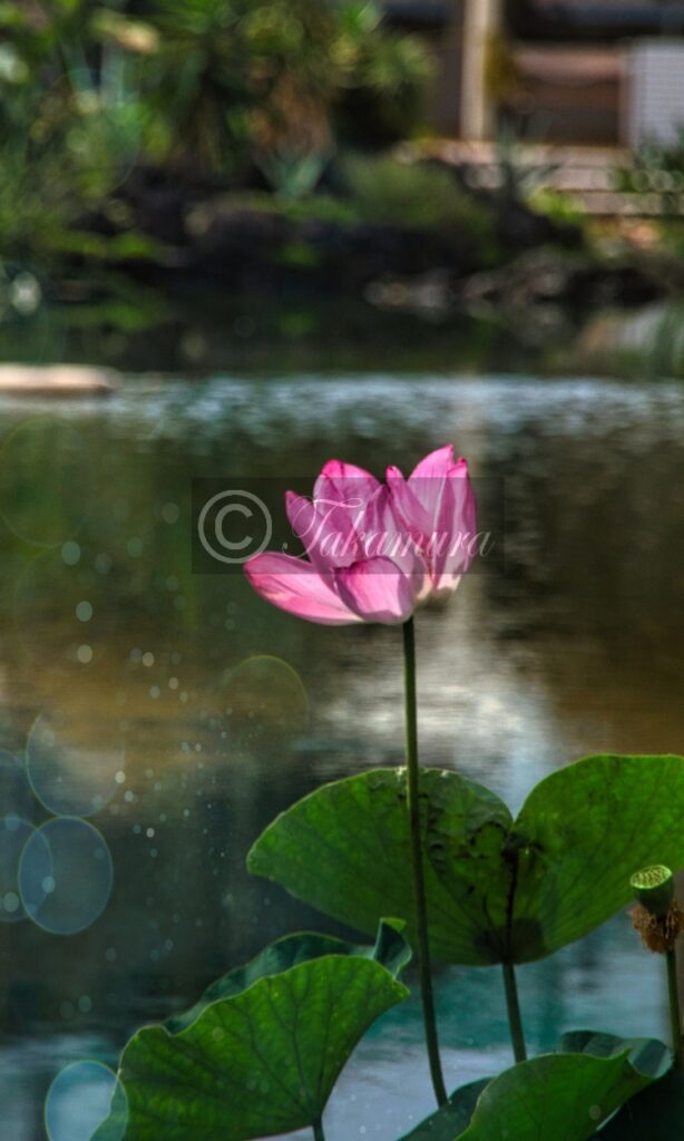鶴見緑地公園・咲くやこの花館前で輝く池を背景に咲いていたピンク色の蓮