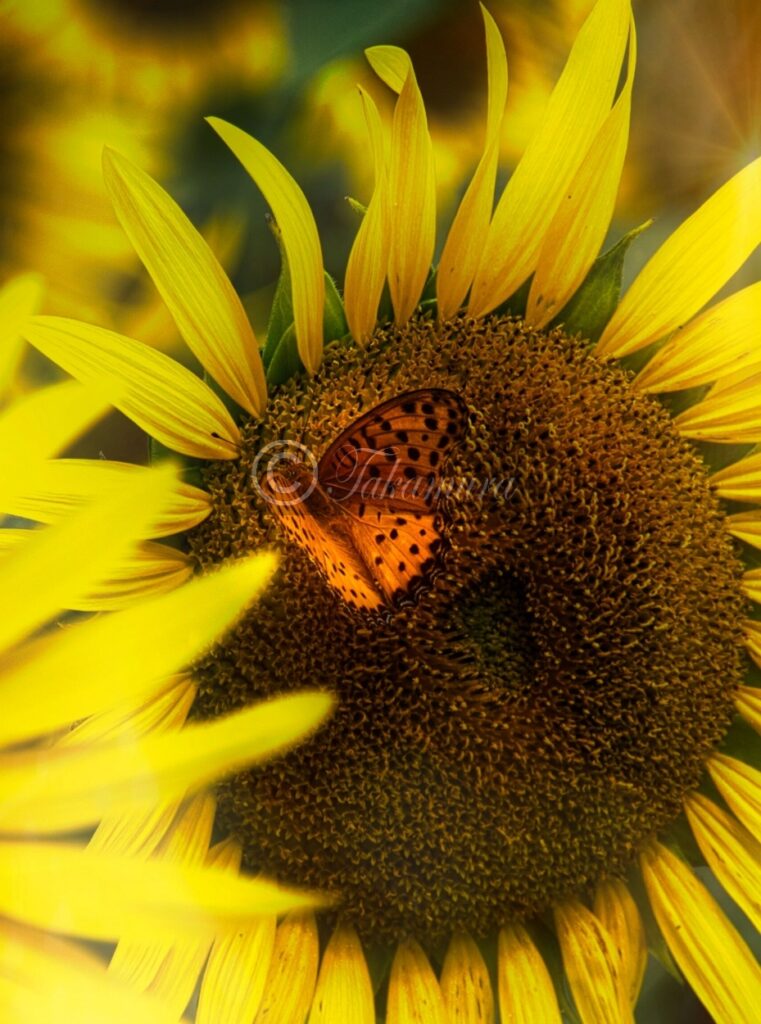 鶴見緑地公園の夏、風車の丘のヒマワリ（向日葵）と蝶
