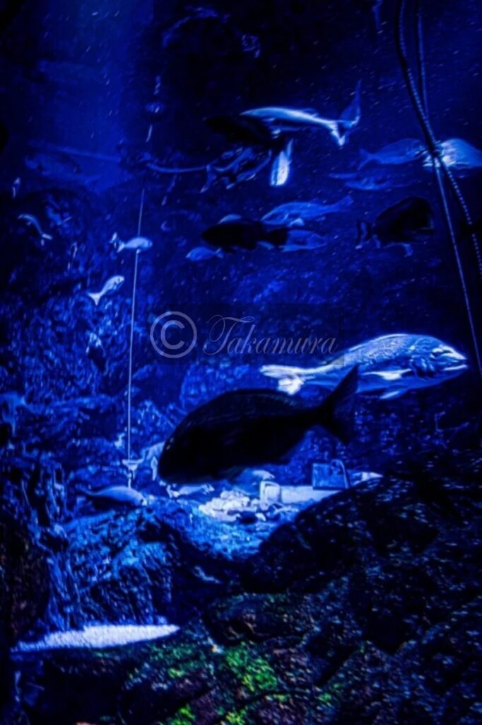 海遊館の水槽でブルーライトであてられた幻想的な魚たちです