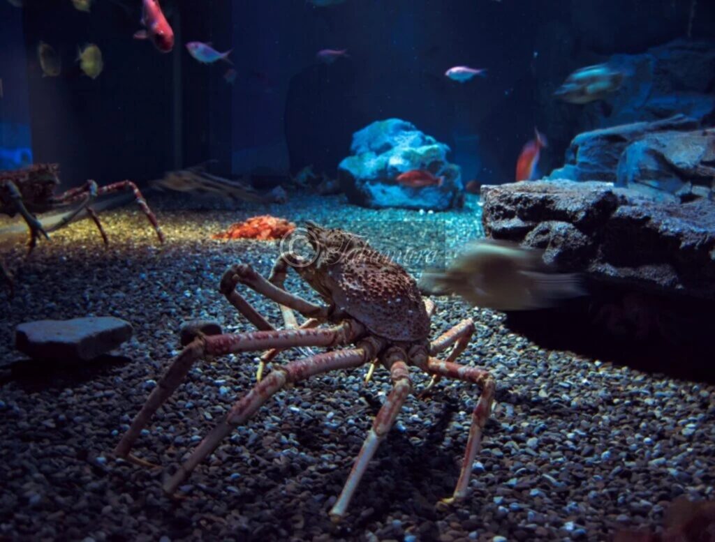 海遊館の水槽内にいるカニや魚たちです