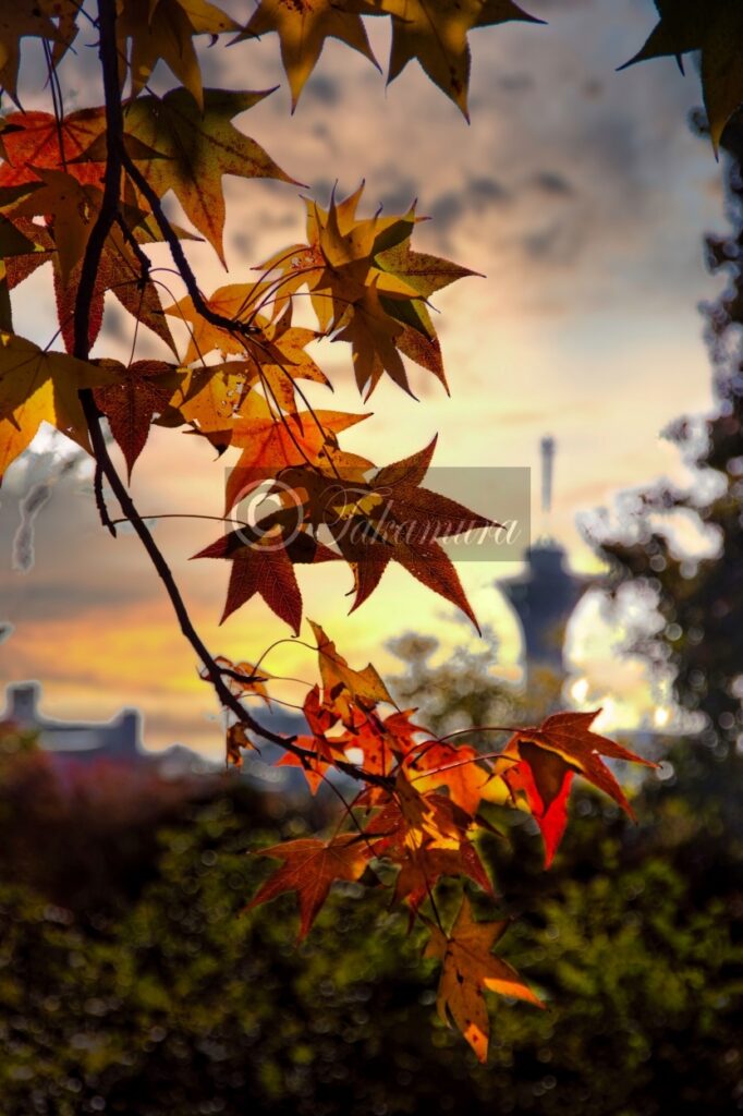 鶴見緑地公園のいのちの塔を背景にした紅葉