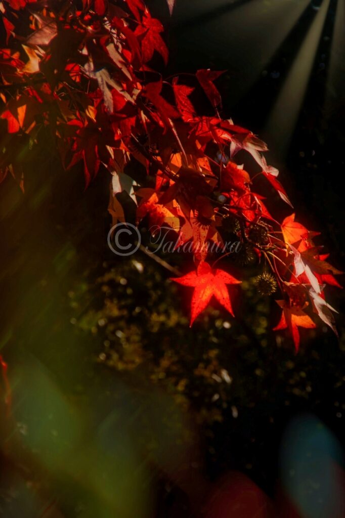 鶴見緑地公園の幻想的な紅葉です