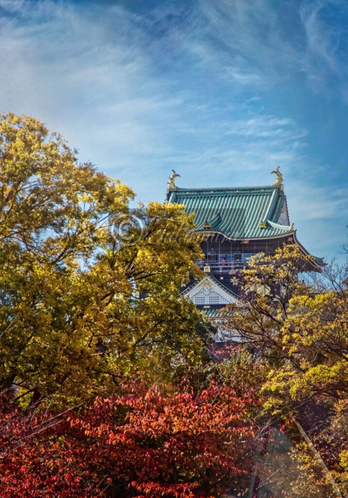 大阪城公園の銀杏や紅葉に囲まれ、背景にある大阪城天守閣