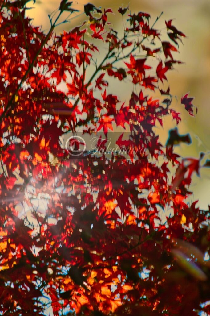鶴見緑地公園で見られた一部の真っ赤な紅葉