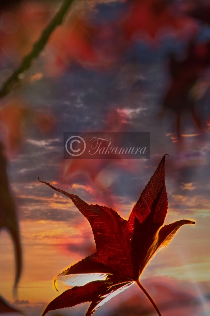 夕日に輝く真っ赤な紅葉